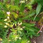 Polemonium carneum Habitat