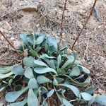 Jacobaea auricula Leaf