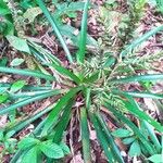 Guzmania brasiliensis Costuma