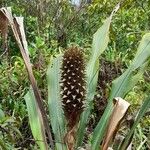 Pitcairnia atrorubens Floare