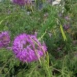 Cleome serrulata Flor