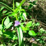 Cyanotis axillaris Floro