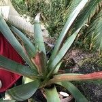 Vriesea imperialis Blad