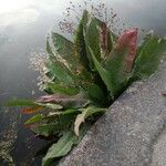 Rumex hydrolapathum Leaf