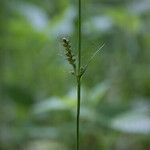 Carex pilosa Floro
