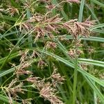 Cyperus longus Blüte