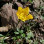 Ranunculus monspeliacus Квітка