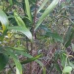Bactris campestris Leaf