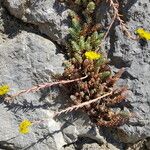 Petrosedum montanum Blüte