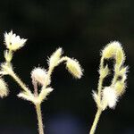 Cerastium comatum Flower