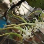 Cyrtorchis monteiroae Flor