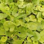 Dichondra micrantha Folha