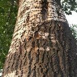 Populus × tomentosa Corteza