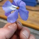Viola pedata Floro