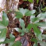 Acropogon schumanniana Leaf