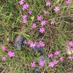 Dianthus deltoidesപുഷ്പം