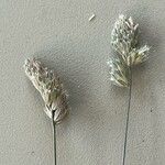 Dactylis glomerata Λουλούδι