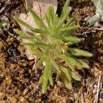 Ajuga chamaepitysBlad