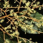 Heliocarpus appendiculatus ᱡᱚ