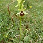 Ophrys aranifera Інше