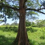 Terminalia bucidoides Habit