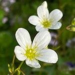 Saxifraga hypnoides Květ