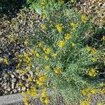 Senecio inaequidens Агульны выгляд