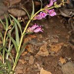 Penstemon speciosus Habitat