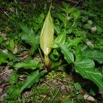 Arum italicumFlor