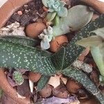 Gasteria excelsa Hostoa