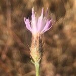 Centaurea aristata