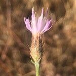 Centaurea aristata Flower