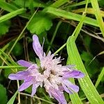 Knautia arvernensis Fiore