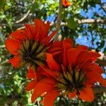 Erythrina caffra Flor
