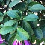 Bignonia magnifica Leaf