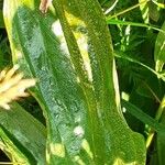 Gentiana purpurea Leaf