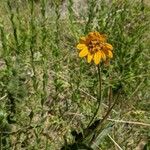 Wyethia angustifolia Flower