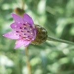 Xeranthemum cylindraceum Flower