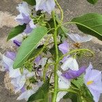 Solanum wrightii Blüte