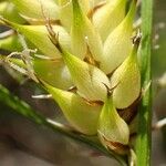 Carex vesicaria Плід