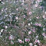 Symphyotrichum lateriflorum Flower