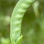 Lathyrus aphaca Fruit