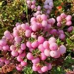 Gaultheria mucronata Fruit