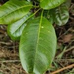 Melicope borbonica Leaf