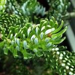 Abies koreana 叶