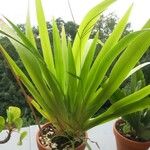 Neomarica northiana Hábitos