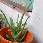 Aloe vera Folha