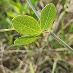 Baptisia alba 葉