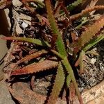 Aloe camperi Hostoa