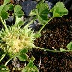 Trifolium suffocatum Costuma